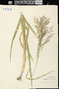 Glyceria grandis image