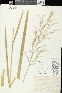 Glyceria grandis image