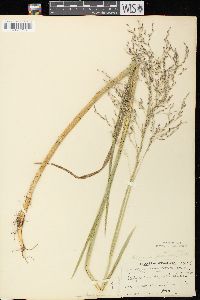 Glyceria grandis image