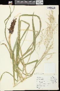 Glyceria grandis image