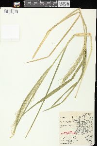 Glyceria grandis image