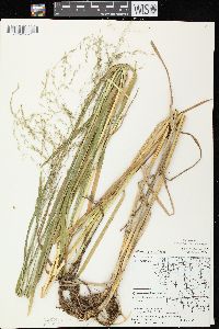 Glyceria grandis image