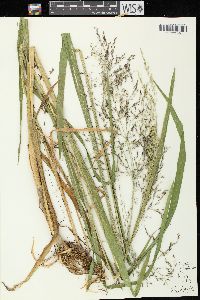 Glyceria grandis image