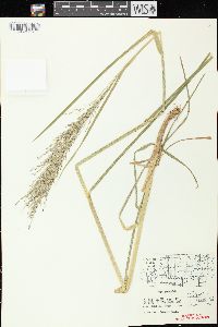 Glyceria grandis image