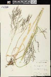 Glyceria grandis image