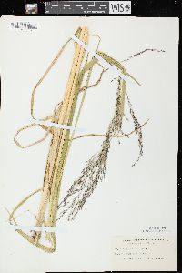 Glyceria grandis image