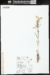 Lysimachia lanceolata image