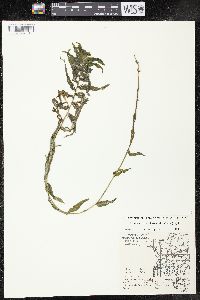 Potamogeton richardsonii image