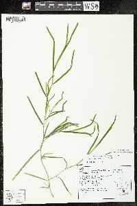 Potamogeton zosteriformis image