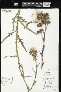 Cirsium palustre image