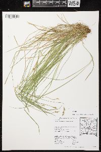 Carex bromoides subsp. bromoides image