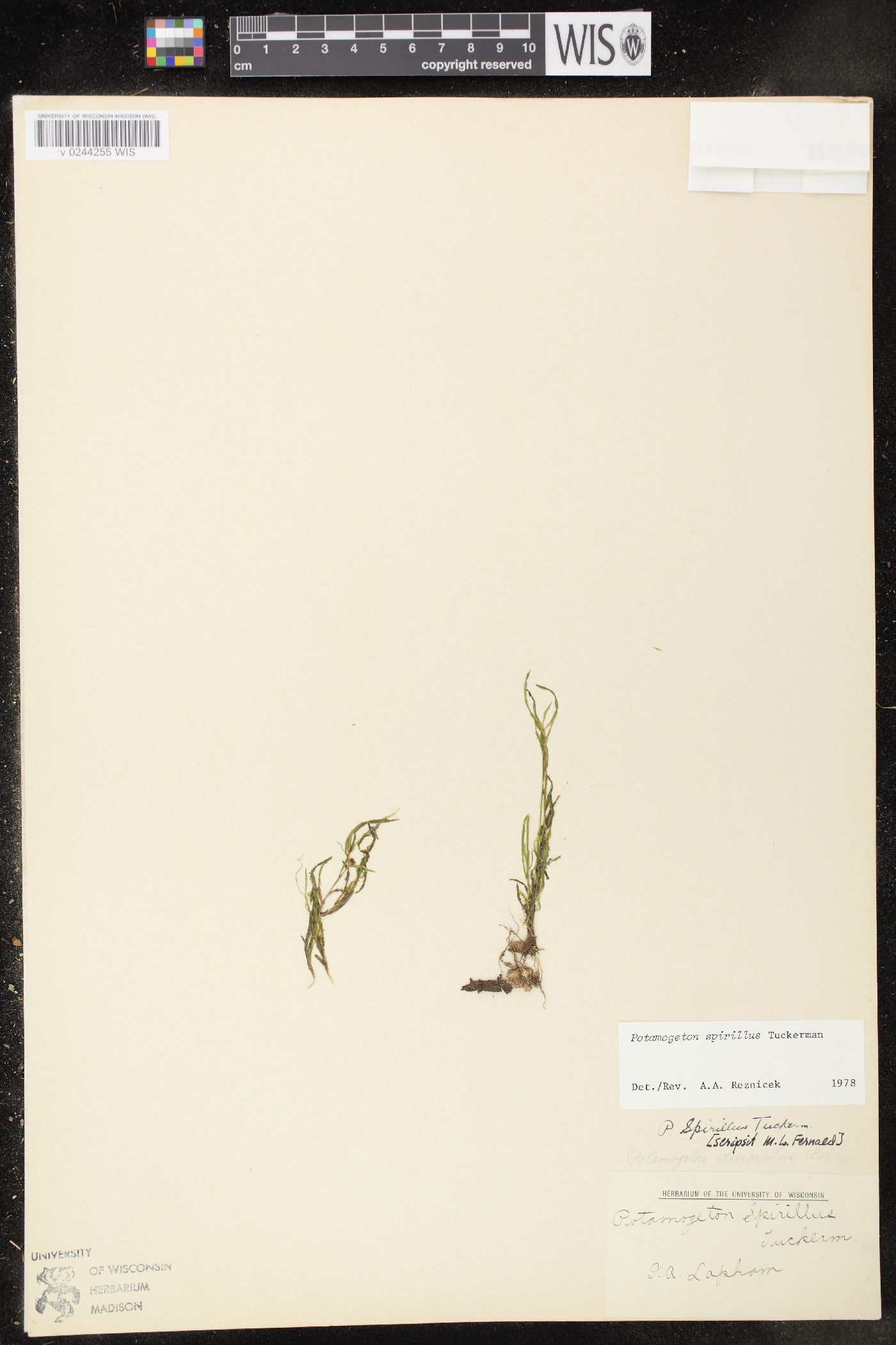 Potamogeton spirillus image