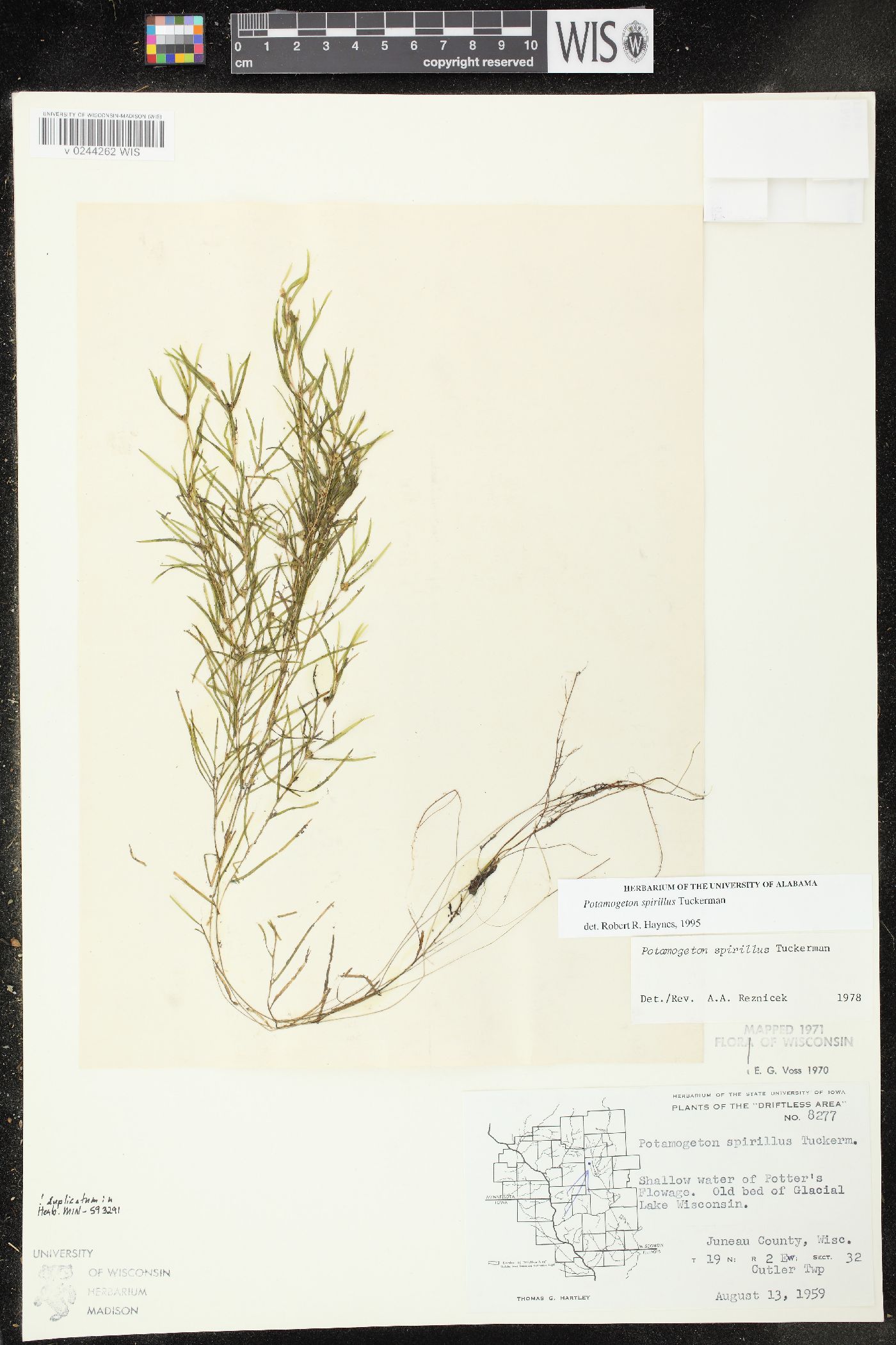 Potamogeton spirillus image
