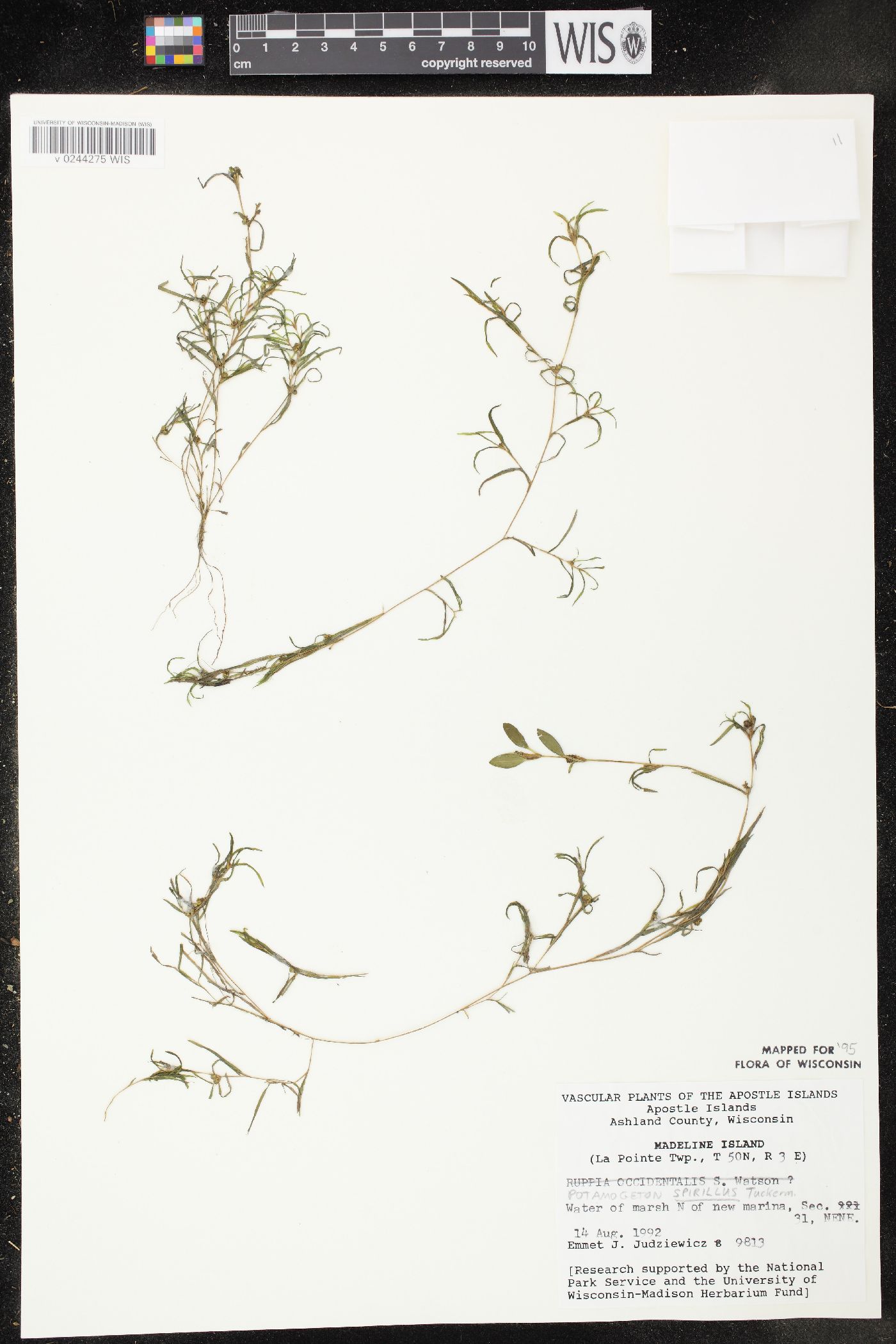 Potamogeton spirillus image