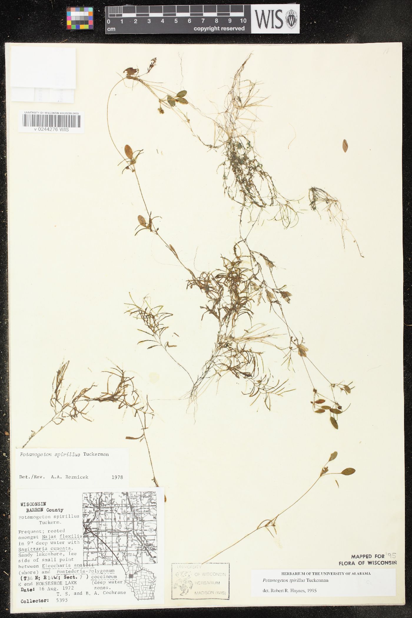 Potamogeton spirillus image