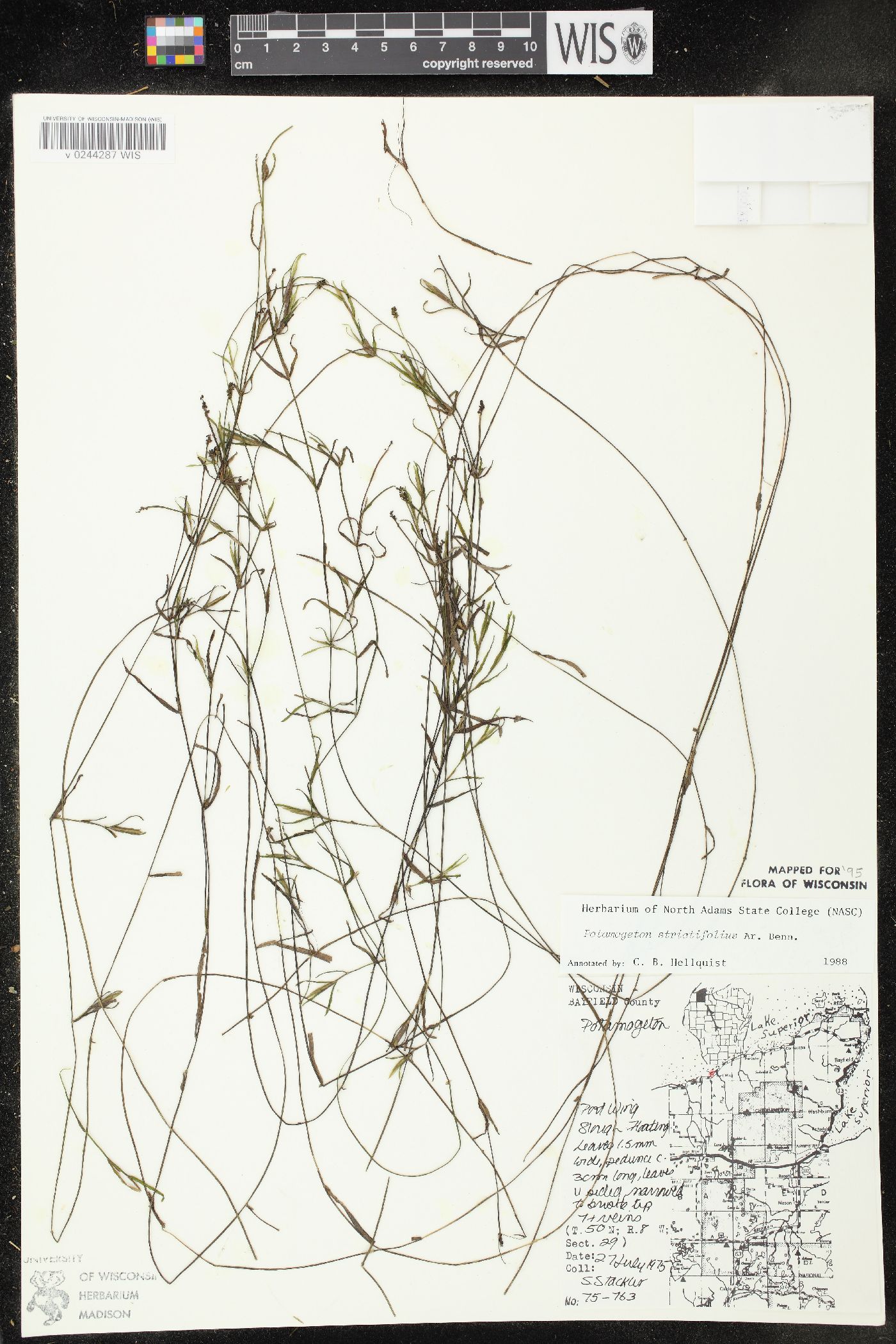 Potamogeton strictifolius image