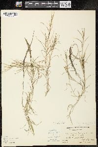 Potamogeton strictifolius image