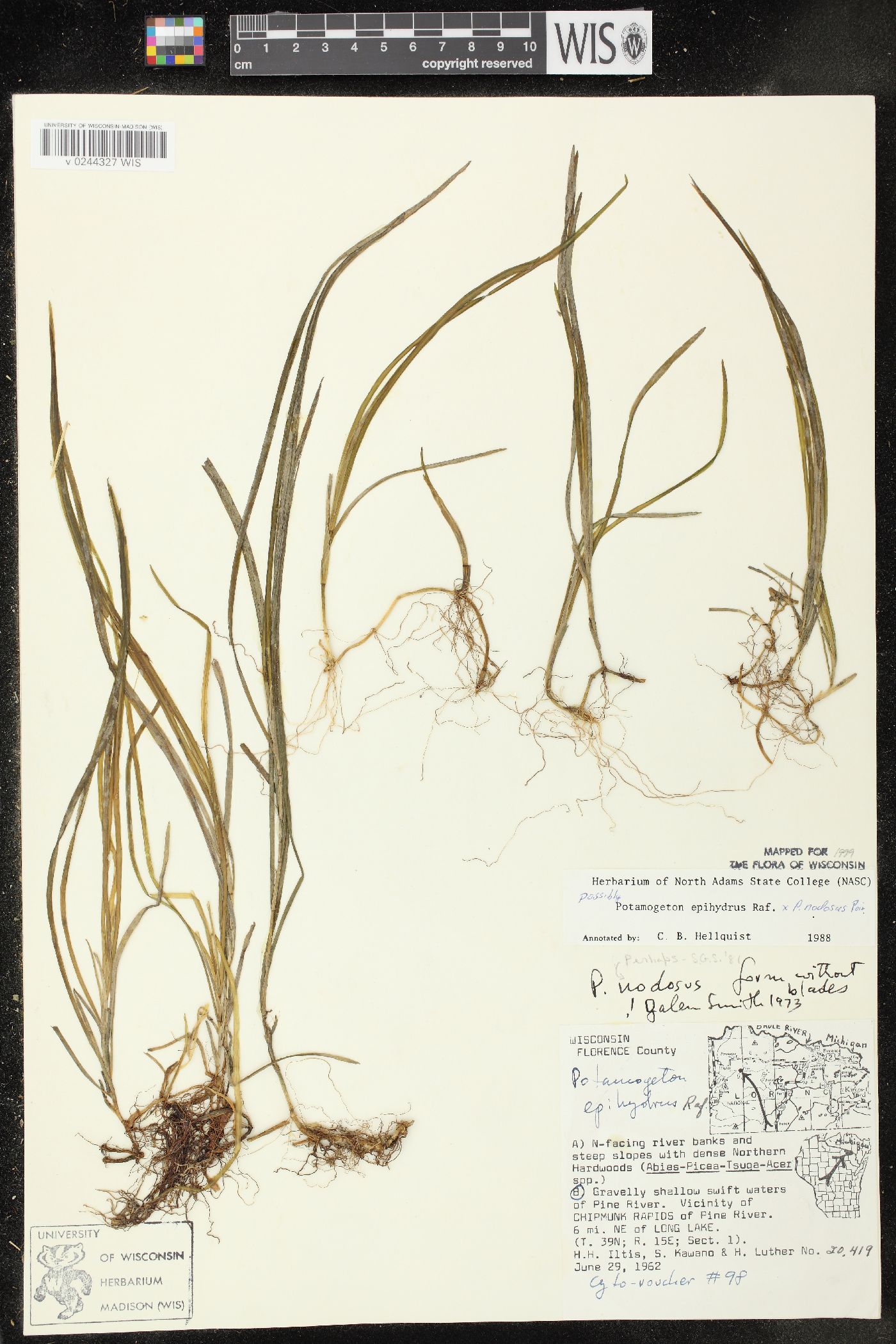 Potamogeton x subsessilis image