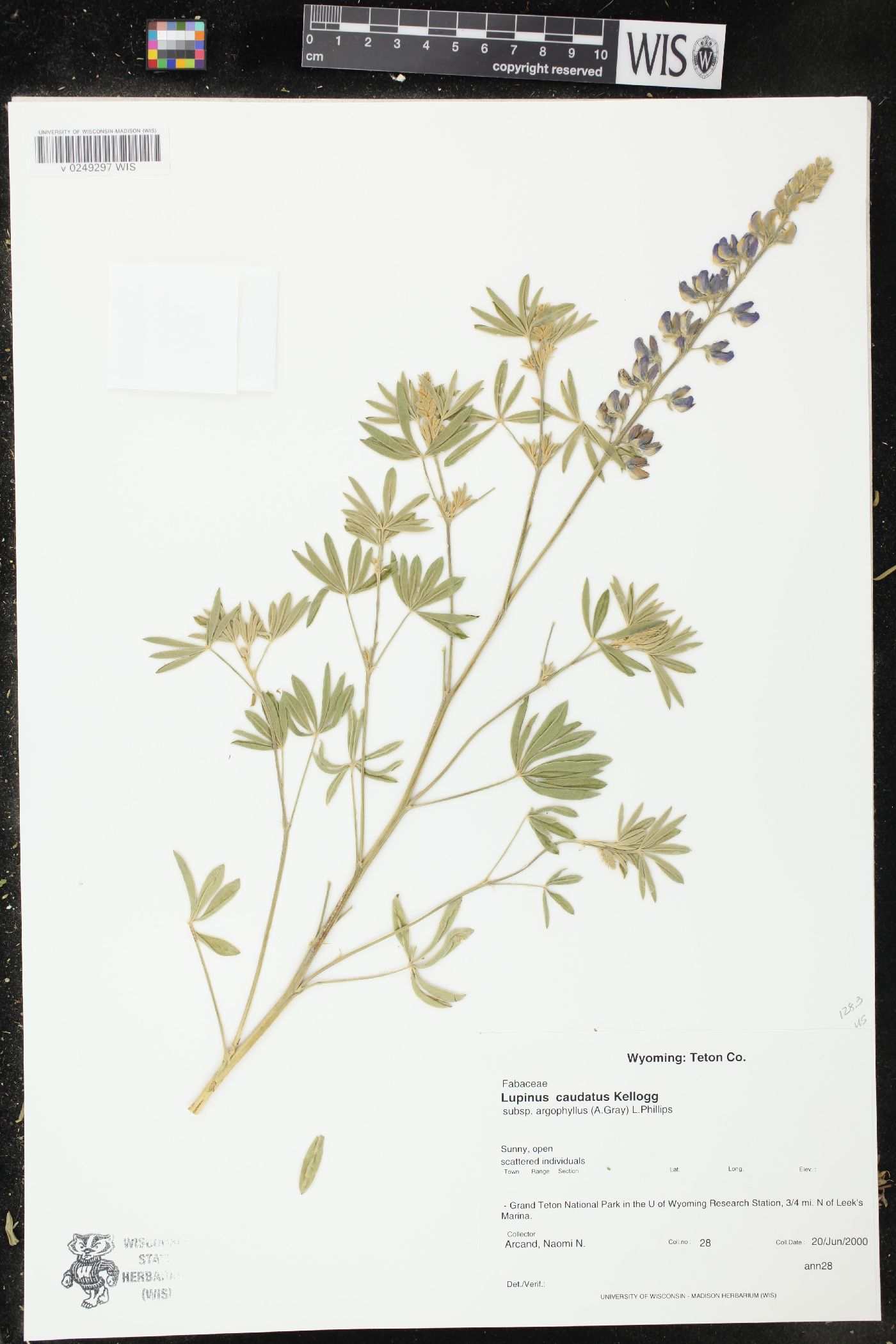 Lupinus caudatus subsp. argophyllus image