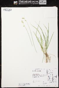 Carex deweyana image