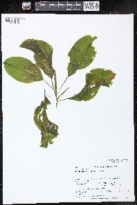 Potamogeton amplifolius image