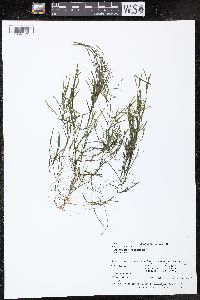 Potamogeton foliosus subsp. foliosus image