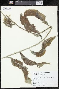 Potamogeton amplifolius image