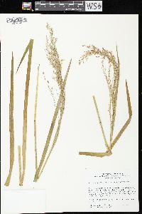 Glyceria canadensis image