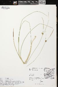 Carex oligosperma image