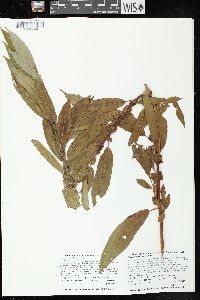 Salix serissima image