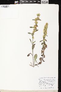 Solidago hispida var. hispida image