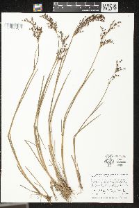 Juncus brevicaudatus image