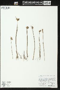 Juncus nodosus image