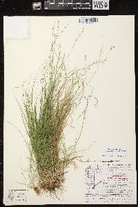 Carex brunnescens subsp. sphaerostachya image