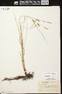 Carex lasiocarpa image