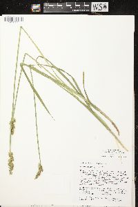 Carex stipata var. stipata image