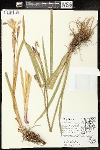 Iris virginica image