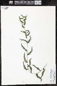 Potamogeton richardsonii image