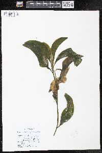 Potamogeton amplifolius image