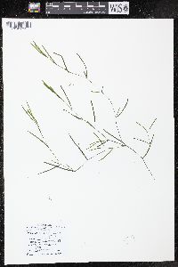 Potamogeton foliosus subsp. foliosus image