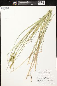 Carex stipata var. stipata image