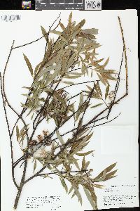 Salix petiolaris image