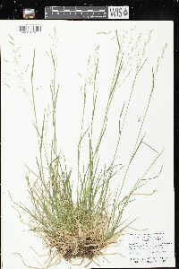 Poa alsodes image