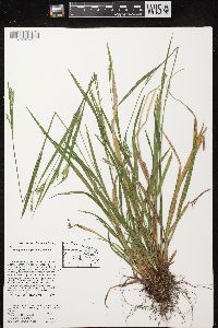 Carex leptonervia image