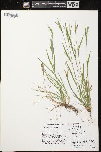 Carex ormostachya image