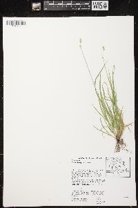 Carex deweyana var. deweyana image
