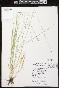 Carex brevior image