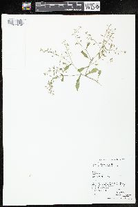 Rorippa palustris subsp. fernaldiana image