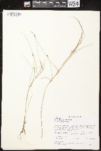 Carex chordorrhiza image