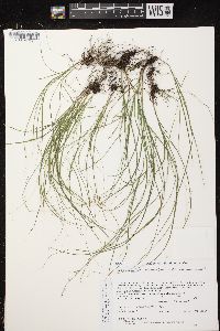 Carex radiata image